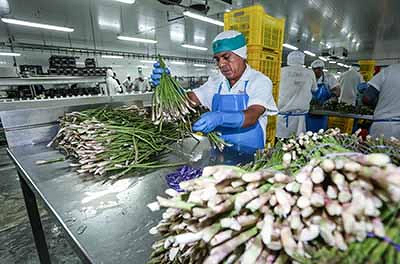 Volumen de exportaciones agrícolas peruanas disminuyeron 28% entre las semanas 10 y 14
