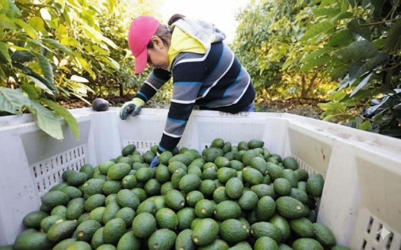 Volumen de palta exportada por Perú alcanza récord, pero el valor no crece al mismo ritmo