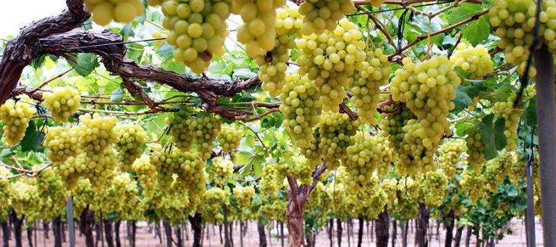 Volumen de uvas de mesa exportada por Perú no supera a las de Chile