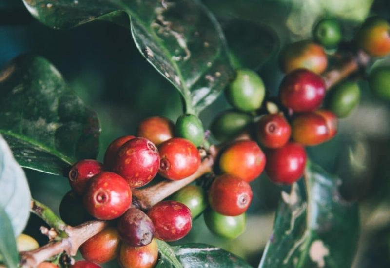 WCR lanza red mundial de mejoramiento de café