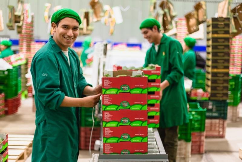 Westfalia Fruit Perú exportará 34 mil toneladas de palta en la actual campaña