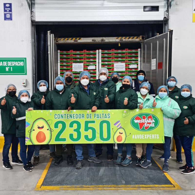 Westfalia Fruit Perú exportó 2.350 contenedores de palta en la campaña 2022