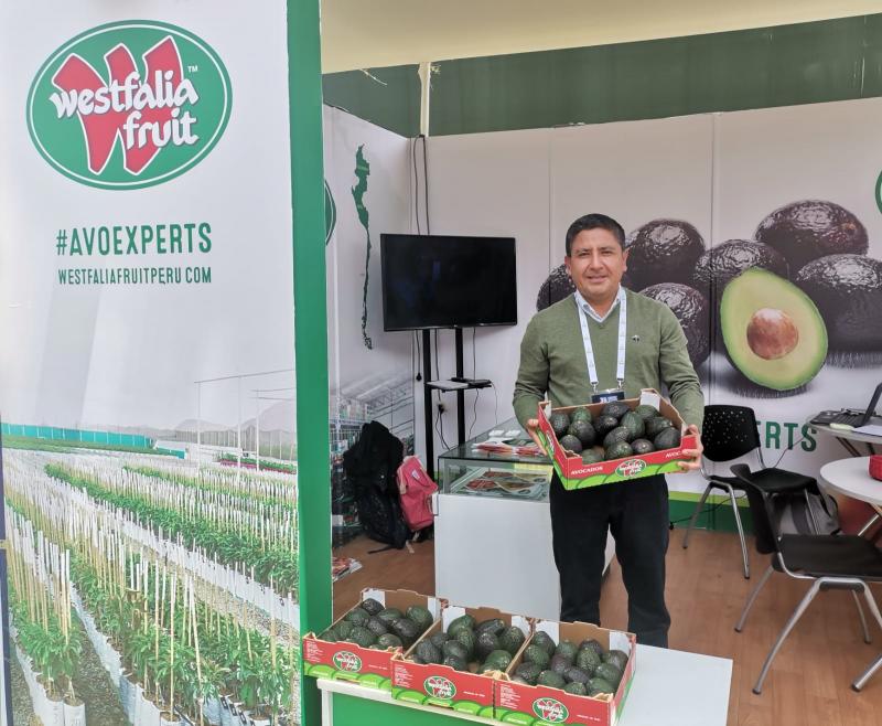 Westfalia Fruit Perú exportó 50 mil toneladas de palta fresca en la campaña 2022, registrando un incremento de 25%