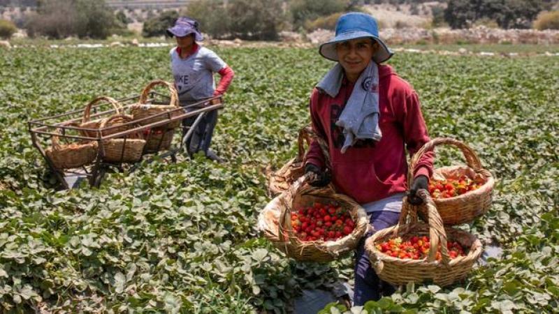 Ya son 805.262 agricultores inscritos en el Padrón de Productores Agrarios (PPA)