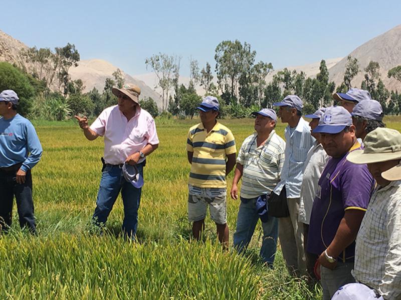 Yara lanza en Piura campaña Arroz Dorado para elevar la productividad de 1,500 agricultores de arroz