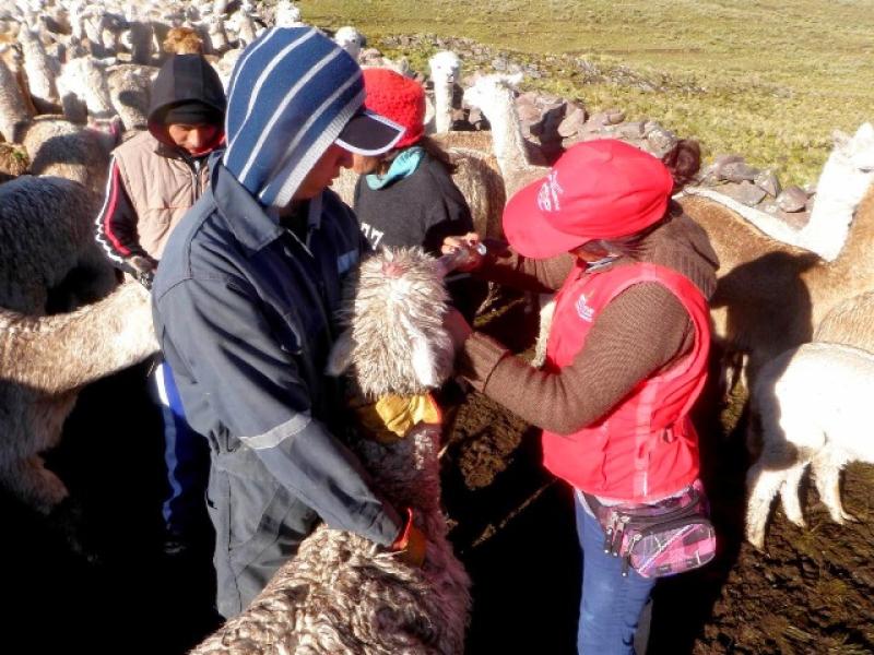 YAUYOS Y OYÓN SE BENEFICIAN CON PROYECTO DE CRIANZA DE CAMÉLIDOS