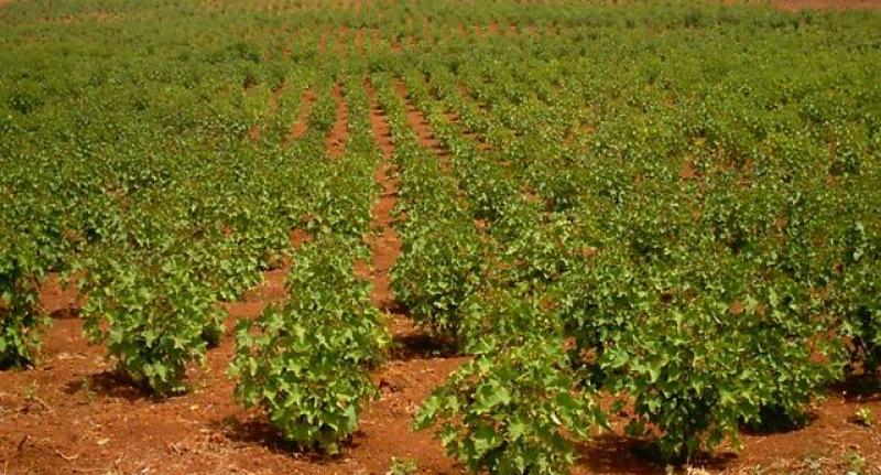 YUCA, SORGO DULCE Y JATROPHA CON POTENCIAL PARA BIOCOMBUSTIBLES