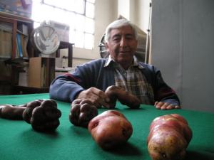 HABRÍA QUE ZONIFICAR EL CULTIVO DE LA PAPA PERUANA