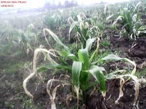 HELADA AFECTA 40 MIL HAS DE CULTIVO EN HUANCAVELICA 