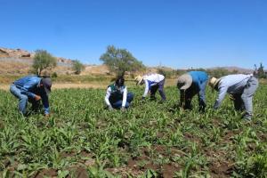 1.5 millones de agricultores registrados en el Padrón de Productores Agrarios