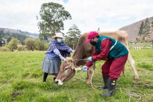112.666 cabezas de ganado bovino fueron incorporados al sistema de rastreabilidad sanitaria en Cajamarca este año