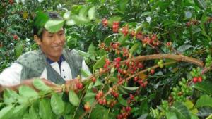 12 departamentos incrementaron su producción de café en julio