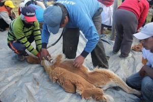 2.36<span class='highlight'>9</span> kilos de fibra se obtuvo en chaccus realizados en Ayacucho hasta agosto