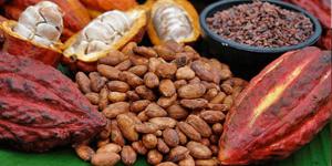 20 mil pequeños productores de cacao elevarán calidad de su producción