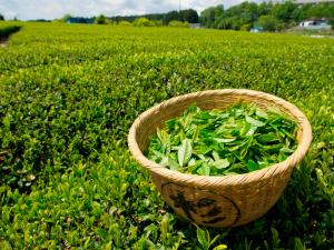 2018: exportación peruana de té verde crece en volumen pero cae en valor