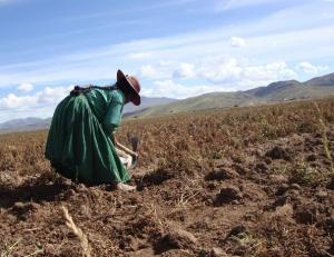 26.090 hectáreas de cultivo en La Libertad están en riesgo por el déficit hídrico