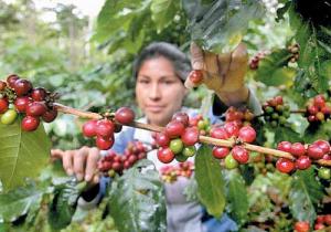 2.7 millones de hectáreas de café en el mundo cuentan con certificación de sostenibilidad