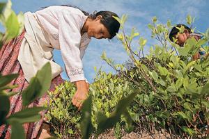 30% DE LA FUERZA LABORAL EN EL CAMPO NO ERA REMUNERADA 