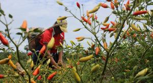 35 productores de Amazonas apuestan por el cultivo de ají tabasco