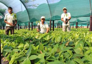 38 mil familias se incorporaron al Desarrollo Alternativo en Huánuco
