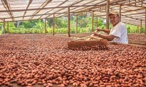 40% de la producción nacional de cacao podría perderse