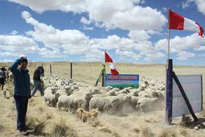 49 familias se benefician con cercas para mejorar pastos y crianza de animales en Chillque