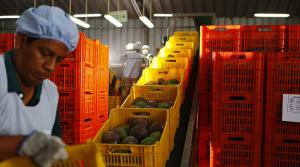57% de peruanos considera que la agricultura para el mercado interno es el sector que más crecimiento genera a la economía