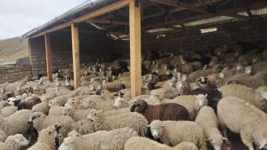 60 mil cabezas de ganado vulnerables de Huancavelica, Junín y Pasco son resguardadas en cobertizos implementados por Agro Rural