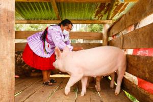 660 productores de Cajamarca se gradúan como expertos en buenas prácticas agrícolas y pecuarias