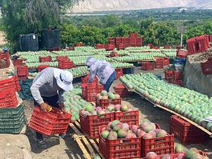 70 mil familias agricultoras sin empleo por menor producción de mango en la campaña 2023/2024