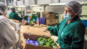 "A causa del estrés sufrido por las plantas, que no han logrado descansar suficientemente, la carga de paltas en los árboles ha bajado mucho"