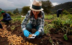 A la fecha se han desarrollado 160 cultivares mejorados y liberados