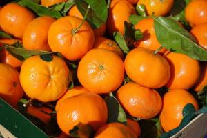 A media campaña de exportación de mandarina peruana a China, el precio ha caído entre 15 y 20% en comparación con el precio de inicio