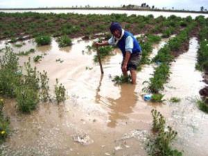 A partir de agosto se implementará nuevo Seguro Agrícola para atender efectos de El Niño