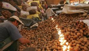 A partir de hoy se acelerará la compra de excedentes de papa a los productores