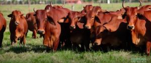 ABCZ busca posicionar la ganadería brasileña en el mundo