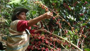 Abren convocatoria para curso sobre café sostenible dirigido a técnicos y profesionales del nororiente peruano