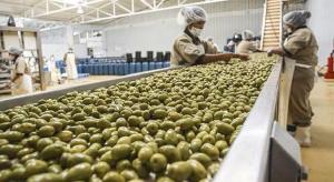 Aceituna peruana llegó a 16 países en mayo de 2024