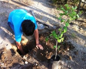 ACOPAGRO PLANTÓ 1.6 MILLONES DE ÁRBOLES 