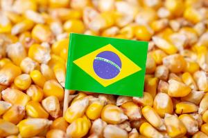 Actualizan estimación de cosecha de maíz en Brasil:119.1 millones de toneladas en campaña 2023/2024