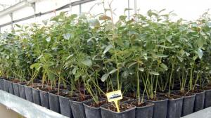 Actualizan requisitos fitosanitarios para importación de plantas de arándano de Chile