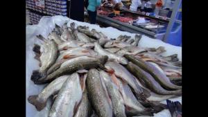 Acuijunín proyecta duplicar su producción de trucha el 201<span class='highlight'>9</span>