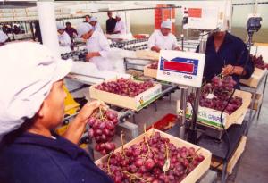 ADEX: Agroexportaciones peruanas sumaron US$ 4.039 millones en la primera mitad de 2022, registrando un aumento de 20.6%