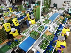 ADEX: Agroexportaciones representan el 15.2% del total de las exportaciones peruanas entre enero y noviembre de 2023