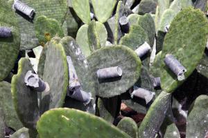 ADEX desmiente a Gobierno Regional de Arequipa y dice que no hay pérdida de cultivos de cochinilla por lluvias