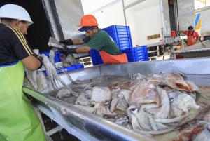 ADEX: Exportación de pesca para consumo humano directo crece +15.4% en valor entre enero y noviembre de 2023