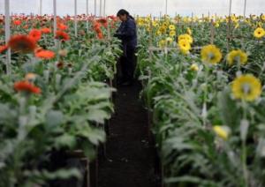 ADEX: EXPORTACIONES DE FLORES CRECERÍAN 15% ESTE AÑO