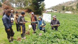 Adoptan tecnologías para reducir pérdidas de cultivos de papa por plagas y enfermedades en Huancavelica