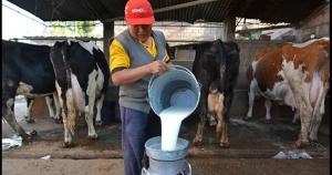 Agalep: Quiebra de ganadería lechera por crisis de precios generaría que se pierdan 120 mil puestos de trabajo