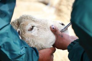 Agencia Agraria de Jauja dosificó a más de 28.400 ovinos y alpacas